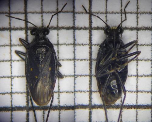 Réf. 191 628 : Macrosaldula scotica